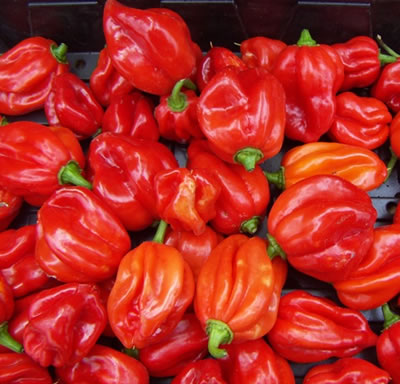 Fresh pepper (Habenero/Scotch bonnet)